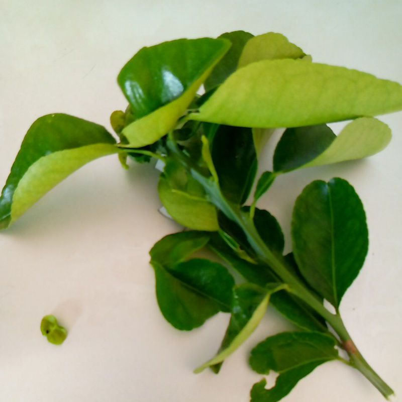 

Daun Jeruk Purut Jeruk Sambal