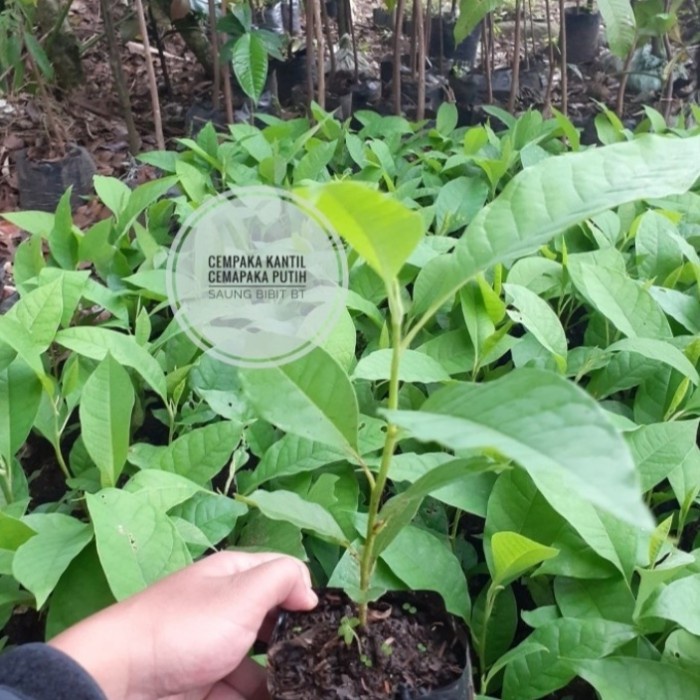bibit pohon cempaka putih - pohon manglid - pohon kantil