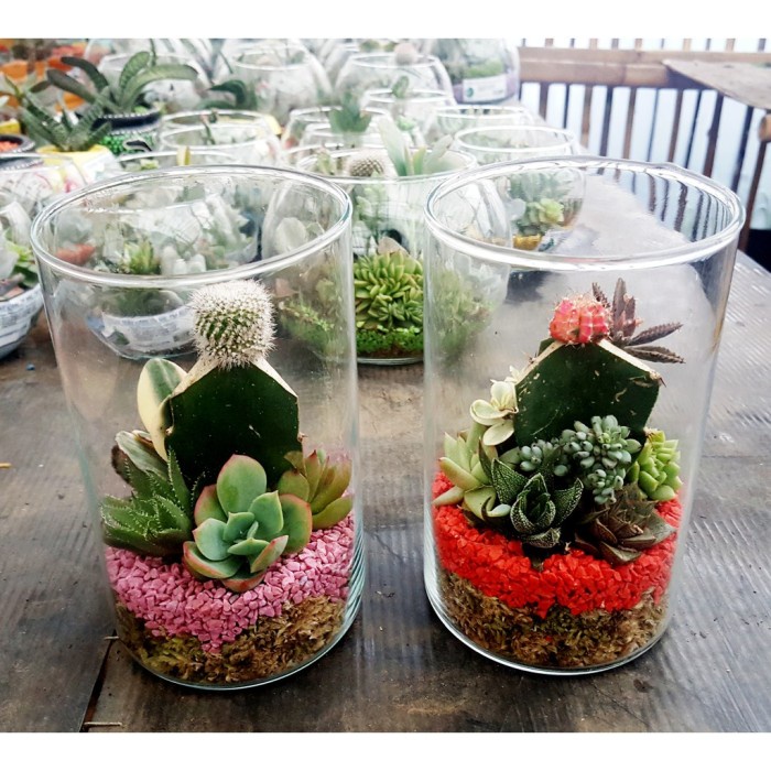 Terlaris Terarium Kaktus Mini Promo Toples Bambu