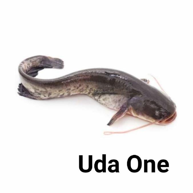 

Laris Ikan Lele Hidup