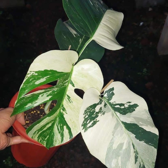 MONSTERA VARIEGATA - MONTHAI - MONKING VAR ORIGINAL