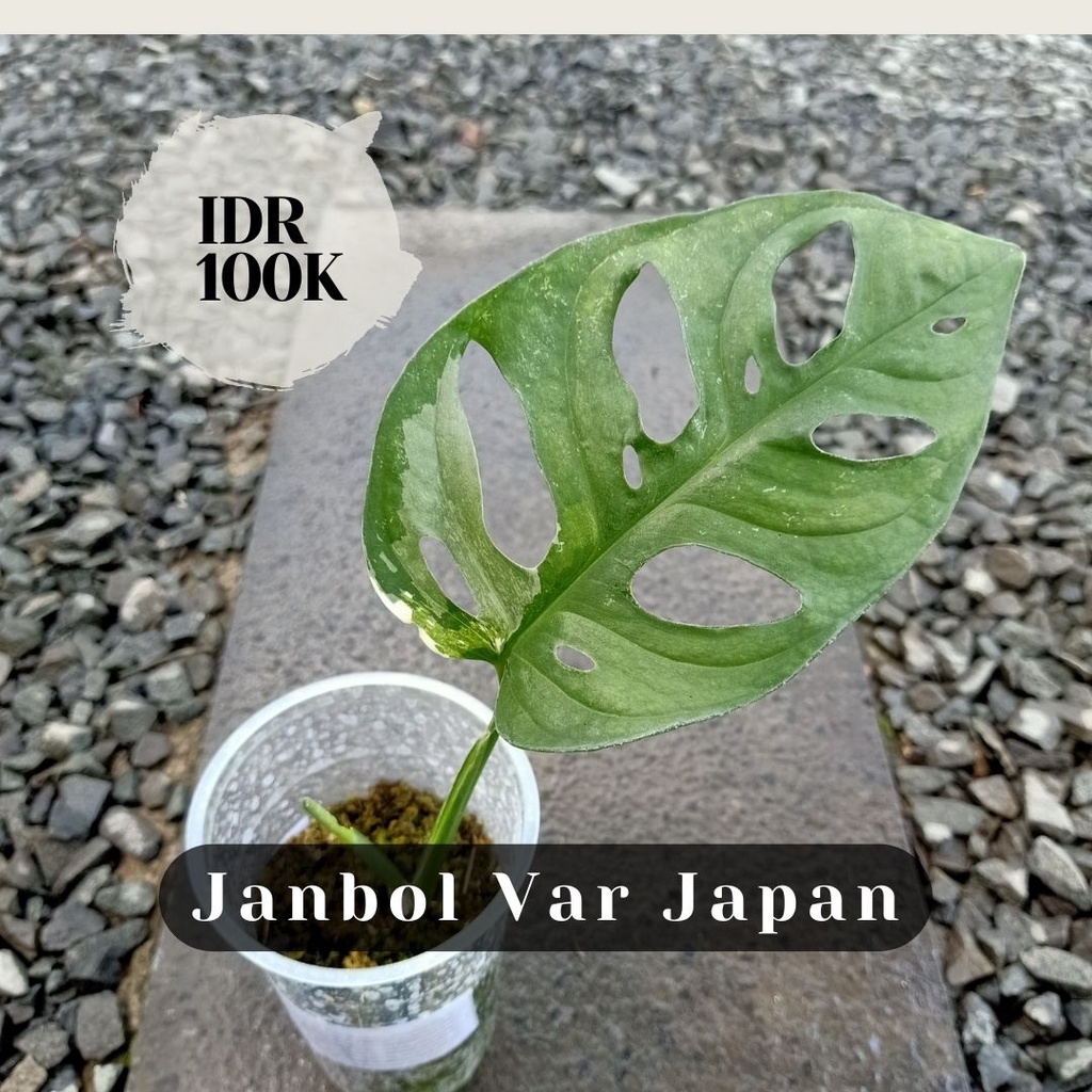 Janbol Var Japan Daun Lebar