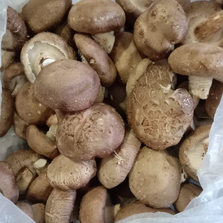 

Jamur Shitake Basah 5kg (dus)