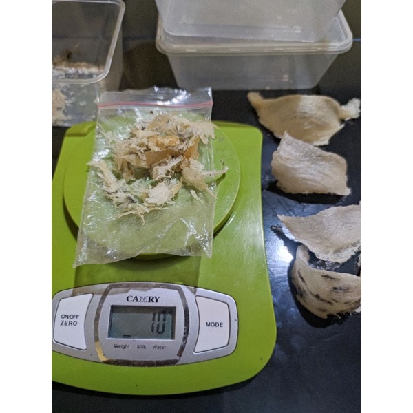 

SARANG WALET KAKIAN kotor /10gram