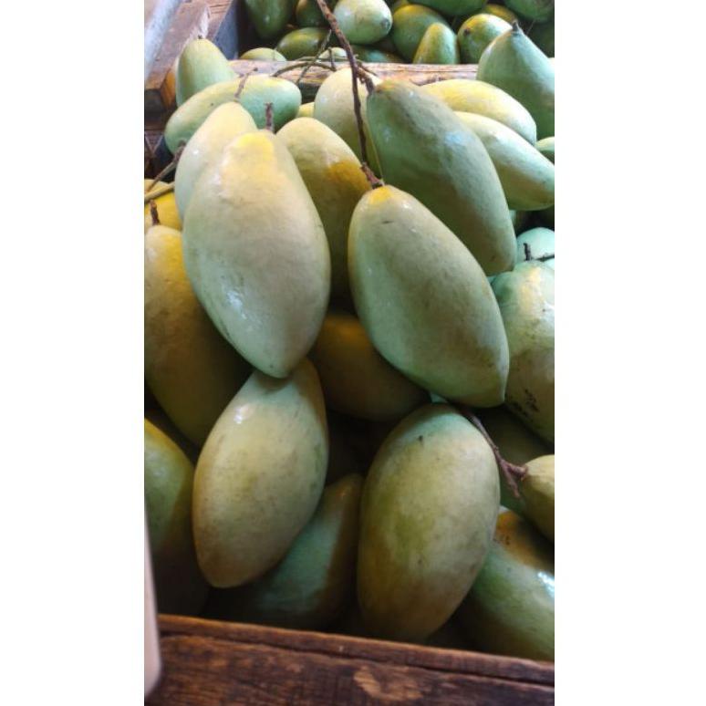 

Bagus!!!!!! Mangga lokmai changmay chiang mai MENTAH MENGKEL muda segar 1 kilogram Asem muda thailand nam dok mai okyong asem seger asem asam
