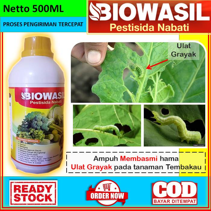 OBAT ANTI HAMA ULAT GRAYAK UNTUK TANAMAN TEMBAKAU [BIOWASIL] Obat Cair Pestisida Nabati Anti Hama 50