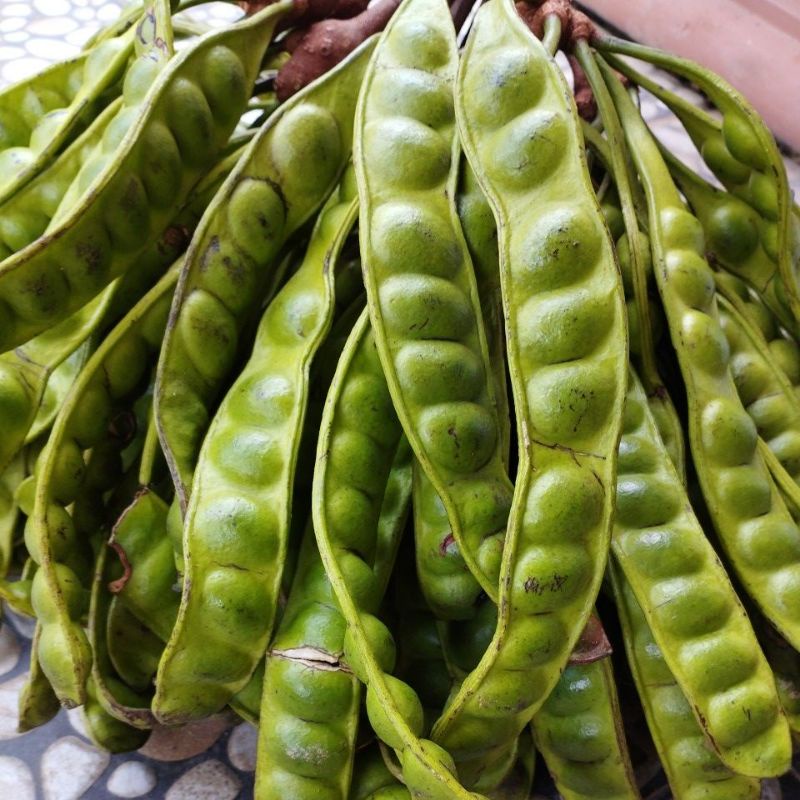 Pete pendek 15 papan