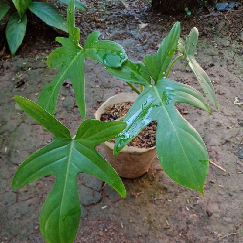 TANAMAN HIAS PHILODENDRON MERPATI FLORIDA