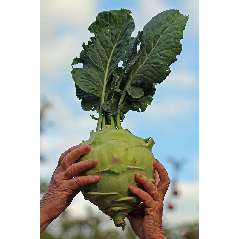 Benih Bibit Biji - Kohlrabi Green Delicacy Kohl Rabi German Turnip Seeds - IMPORT