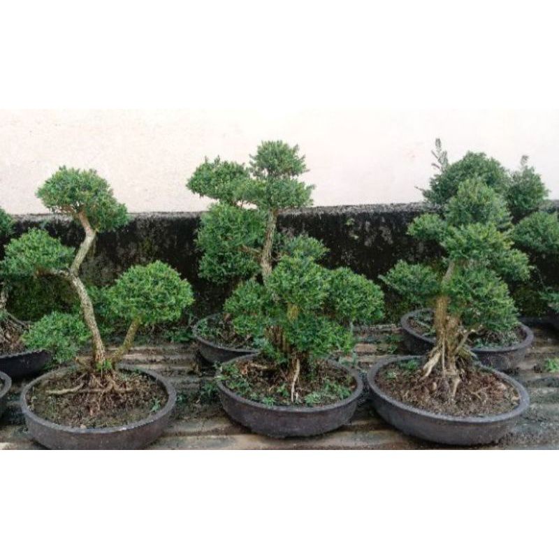 bonsai cendrawasih sudah  bulatan jadi tinggal pajang