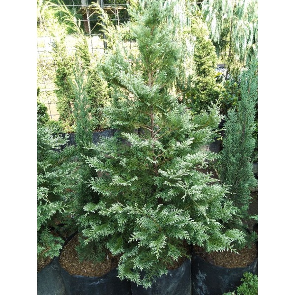 CEMARA INOKI PUTIH UKURAN BESAR INDUKAN