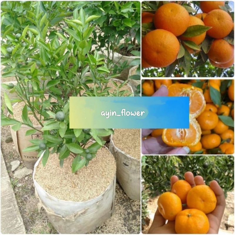 jeruk santang madu sudah berbuah