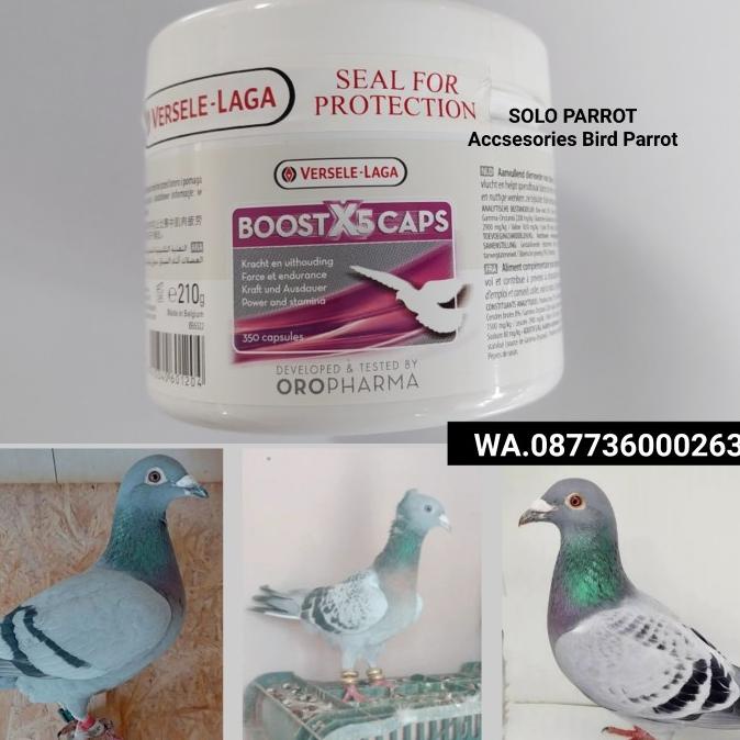 @@@@] BOOST X5 CAPS Versele Laga Vitamin Kapsul untuk Burung Merpati