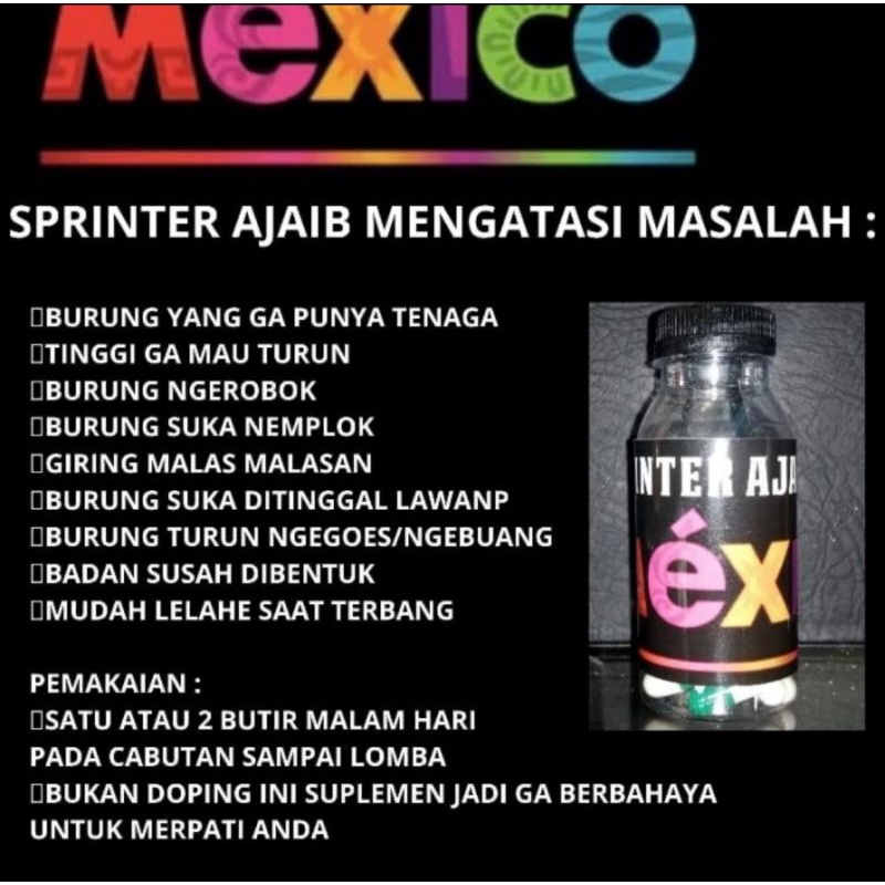 SPRINTER AJAIB MEXICO MENAMBAH KECEPATAN BURUNG MERPATI OPTIMAL