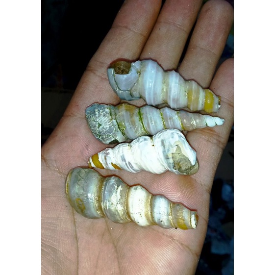 batu fosil natural alam batunya sudah mengkristal