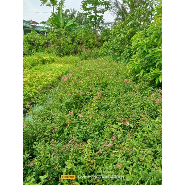 bibit sakura mikro berbunga | realpict | COD bayar ditempat