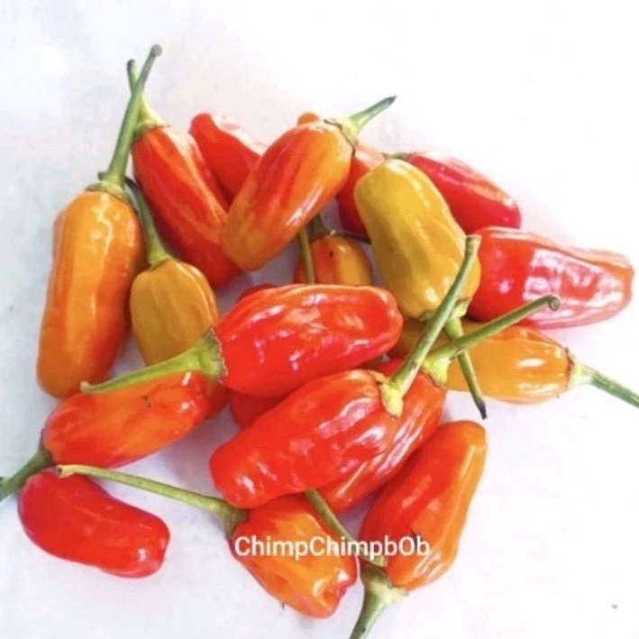 

CABE RAWIT SEGAR
