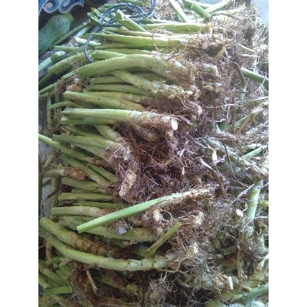 Gratis bibit odot stek batang rumput odot