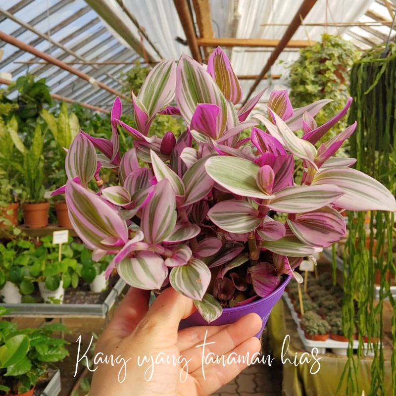 TANAMAN GANTUNG TRADESCANTIA NANOUK ( GEWOR TRICOLOR ) | GEWOR PINK DAUN BESAR