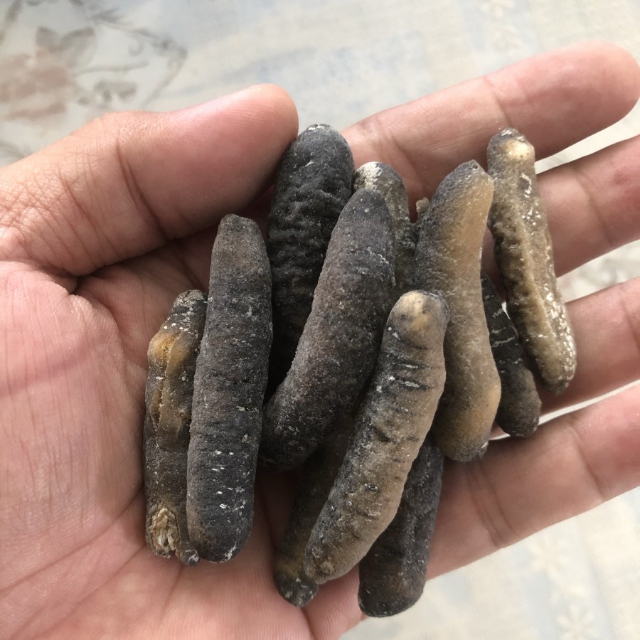 Teripang gosok haisom kering isi 7-10/ 100gr