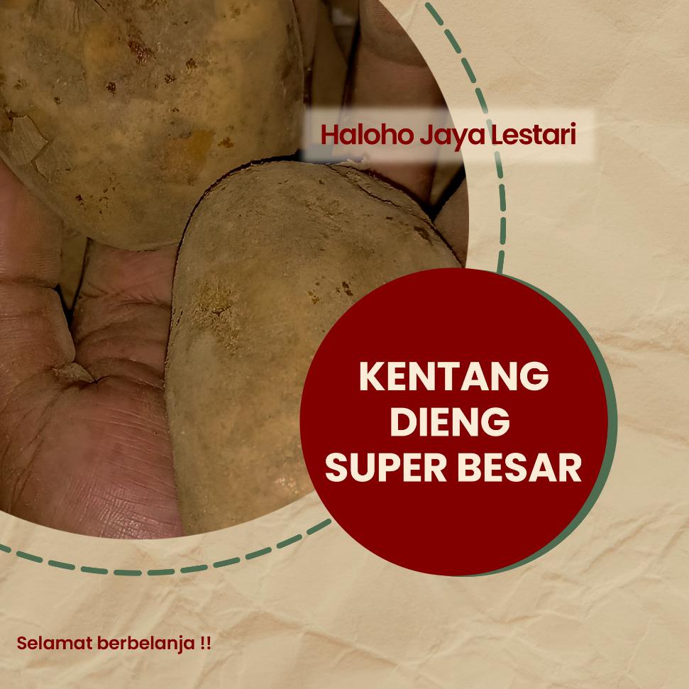 

(♥C6369] Kentang Dieng Super Besar 1 kg