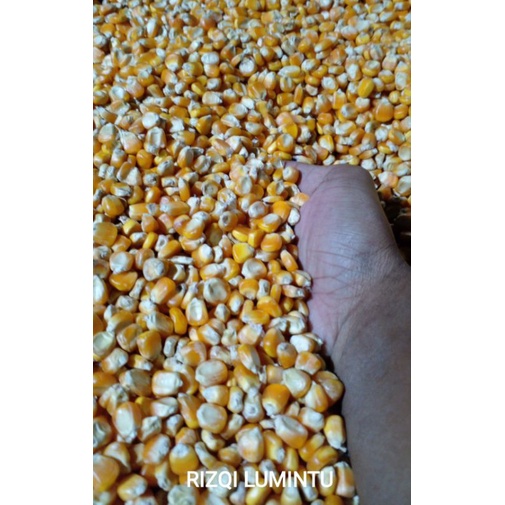 

1 kg Jagung pipil kualitas super
