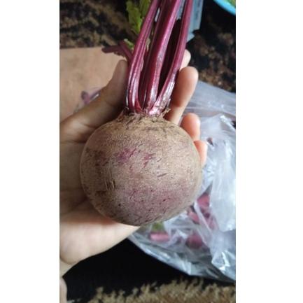 

5.5 COD Buah Bit / Bitroot 1kg