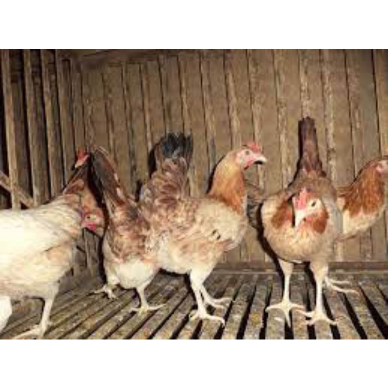 DOC AYAM ELBA RAS PETELUR USIA 2Bln