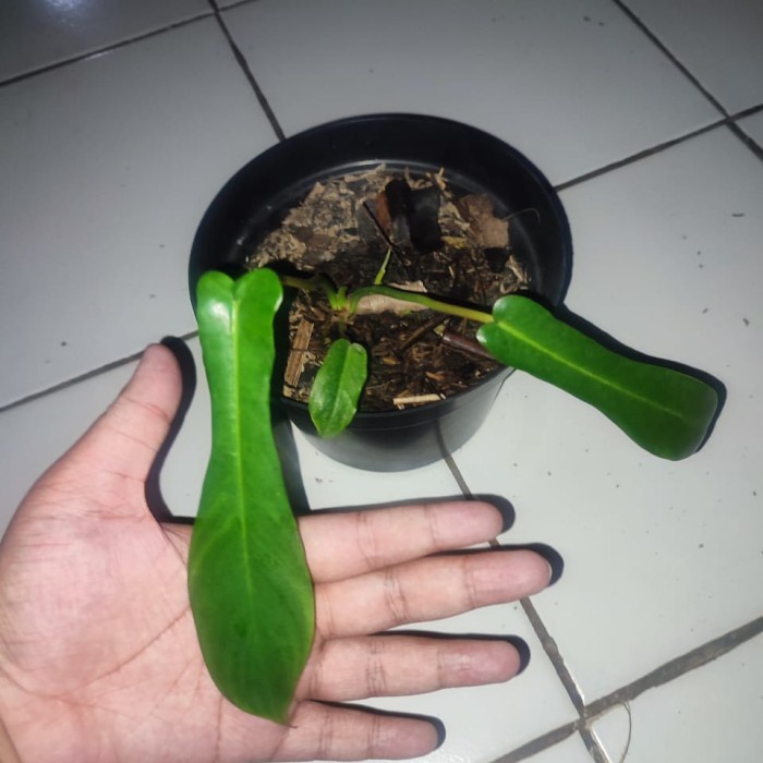 Terlaris Philodendron Joepii