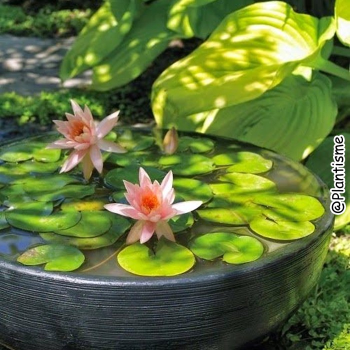TANAMAN HIAS AIR BUNGA TERATAI WATER LILY HOME GARDEN KOLAM IKAN KOI