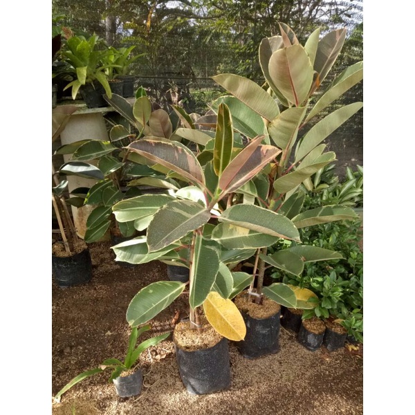 Karet kebo varigata hijau kemerahan ficcus elastica