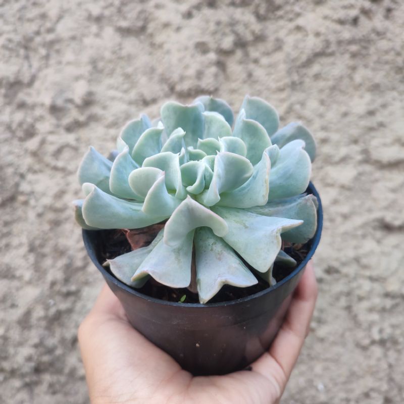 Echeveria Runyonii Topsy Turvy | DP 10cm | Sukulen