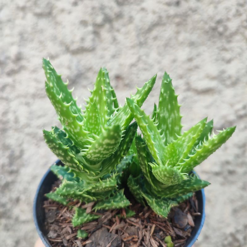 Aloe Juvenna | DP 10cm