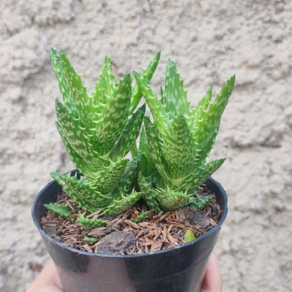 Aloe Juvenna | DP 10cm