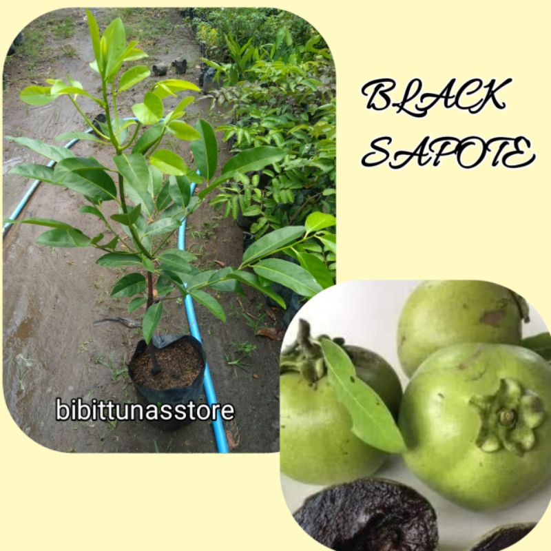 Bibit Black Sapote Jumbo Okulasi Cepat Berbuah