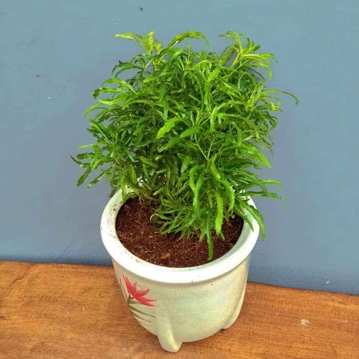 BIBIT BUNGA BROKOLI BUAT TAMAN (beli 5 gratis 1)