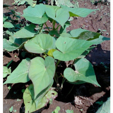 BIBIT KETELA RAMBAT/UBI JALAR (BELI 5 GRATIS 1)