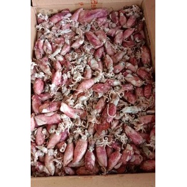 

cumi baby asin RJ Fish