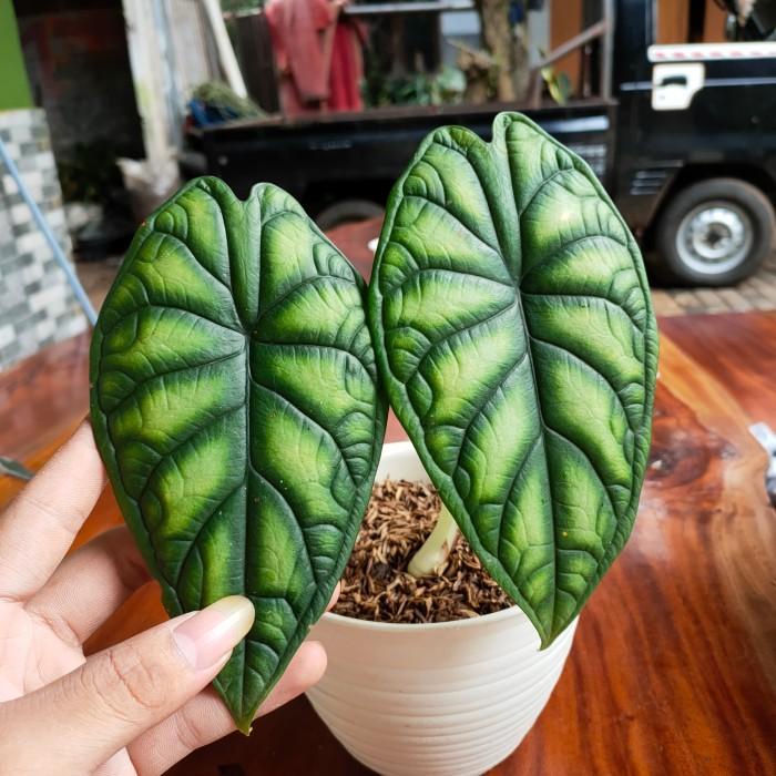 Tanaman Hias Alocasia Dragon Scale - Alocasia Baginda