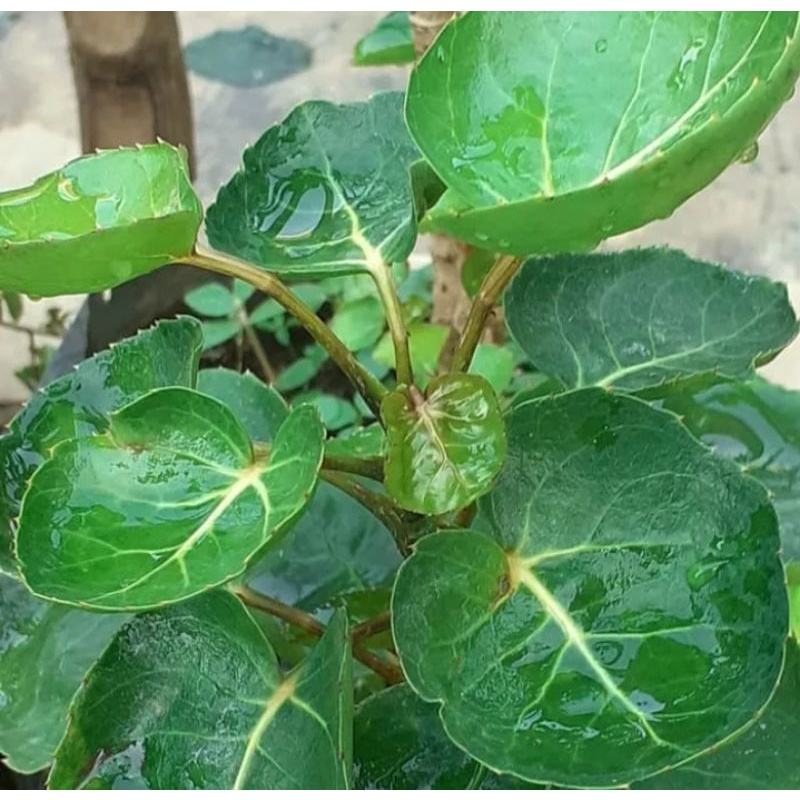 

daun mangkokan segar 150 gram