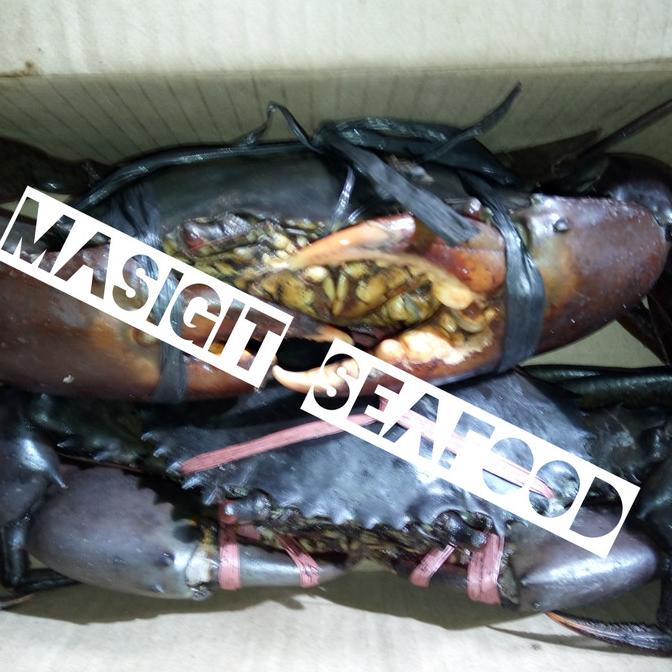 

Promo KEPITING FRESH 700 GRAM UP (JUAL PER EKOR)