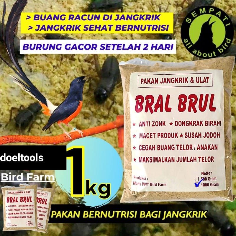 BRAL BRUL Pakan jangkrik untuk indukan burung murai batu Bongsor untuk lolohan anakan murai batu