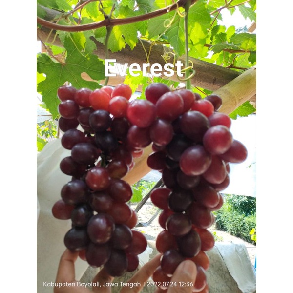 BIBIT ANGGUR Everest Khusus pulau jawa bali mdura saja