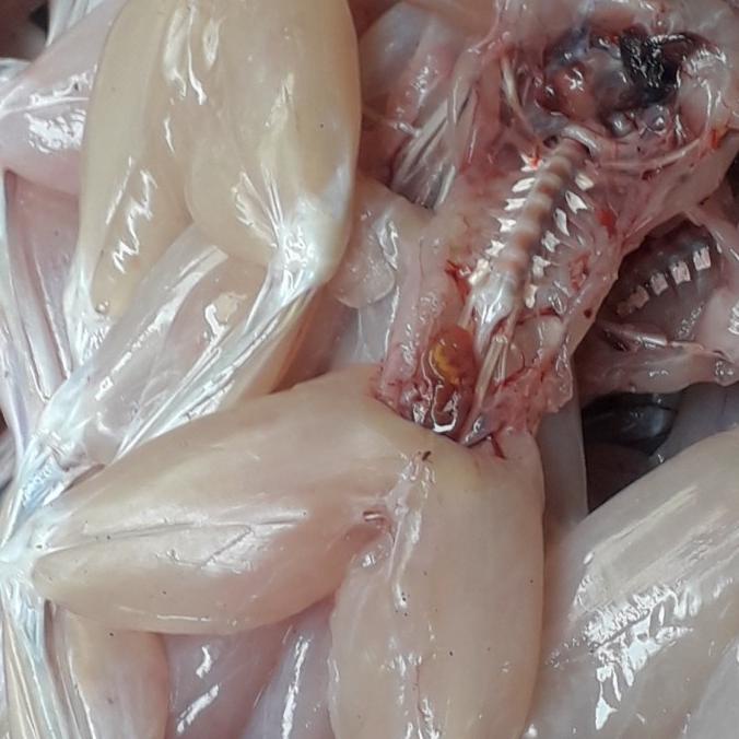 kodok sawah super jumbo fres