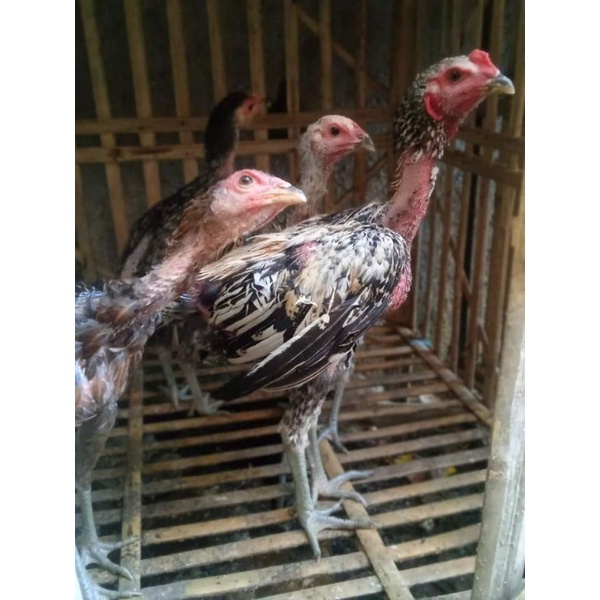 Materi Kandang Jawara Trah Mangon Yokeree