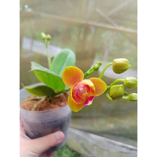 anggrek bulan grade B peloric wangi kuning bintik merah phalaenopsis hybrid bunga mini kondisi knop 