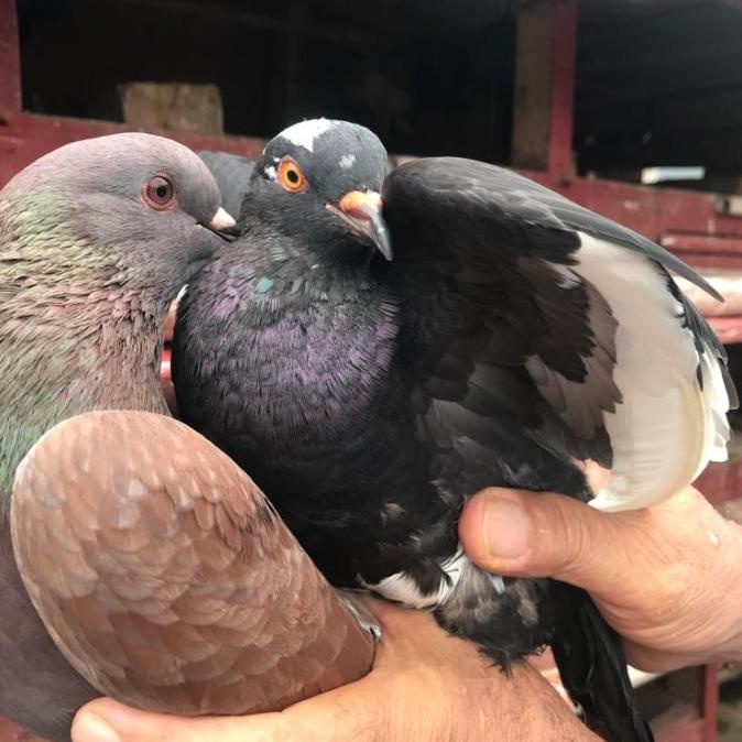 Sepasang Burung Merpati Dara