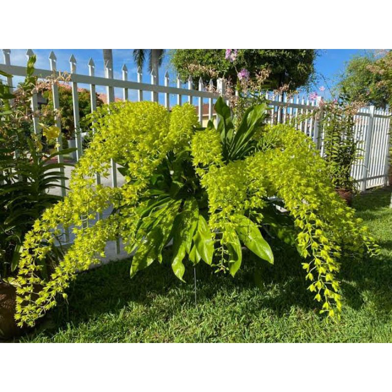 Grammatophyllum var Citrinum (Remaja) Anggrek Grammatophyllum var Citrinum
