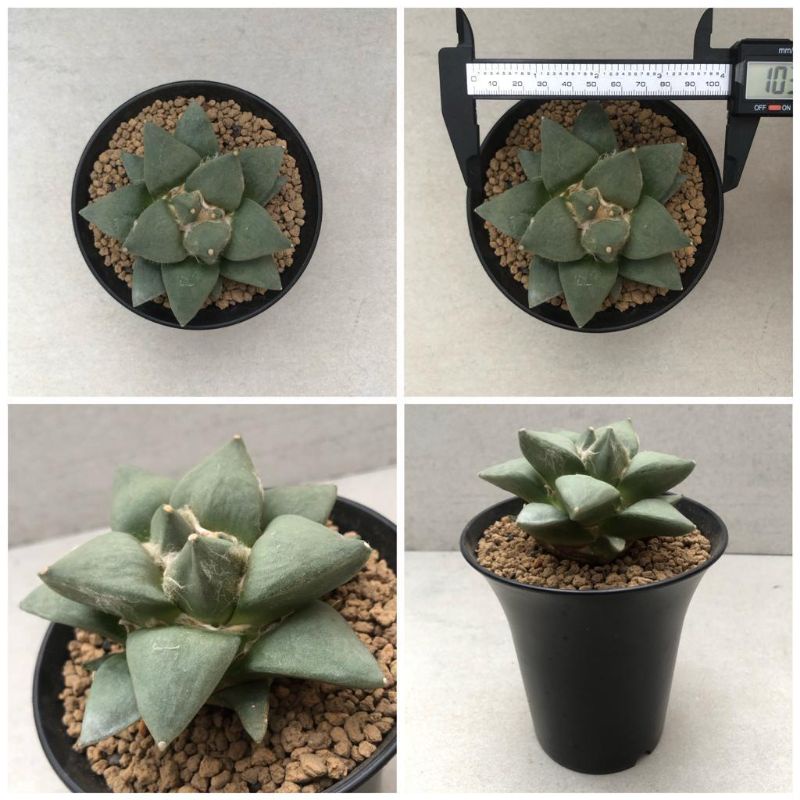 Kaktus Ariocarpus Retusus