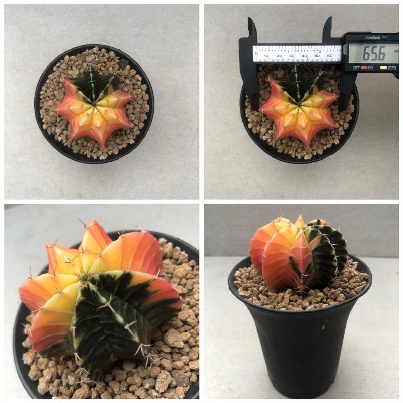 Kaktus Gymnocalycium LB Variegata